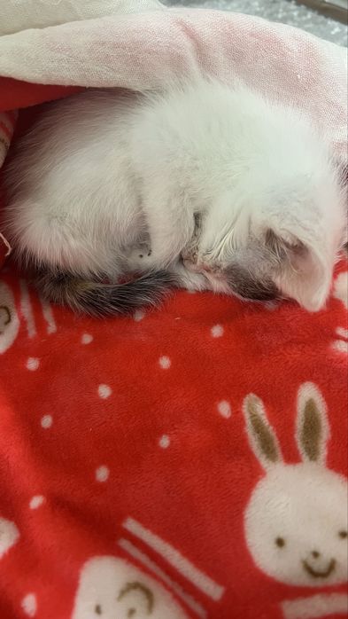 Котята мальчик и девочка