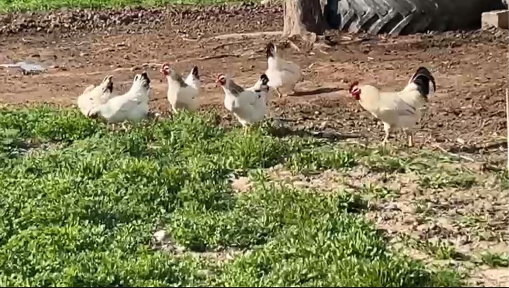 Яйцо Адлер, адлер жұмыртқасы