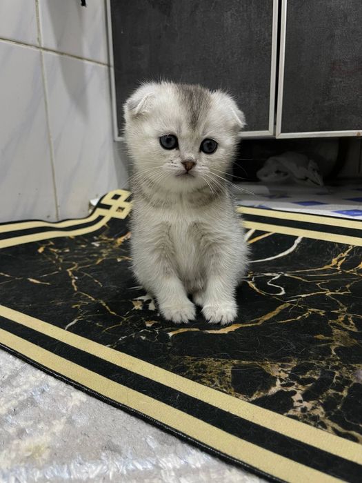 Продаются котята серебристые скоттиш шиншилла