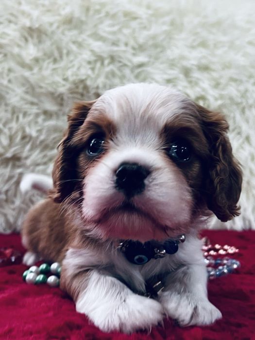 Щенки кавалер кинг чарльз спаниель