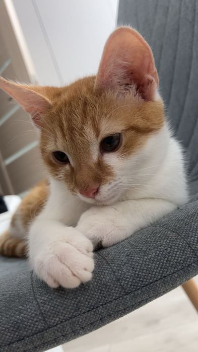 Motănel spre adopție