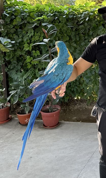 Ара синий-желтый сотилади