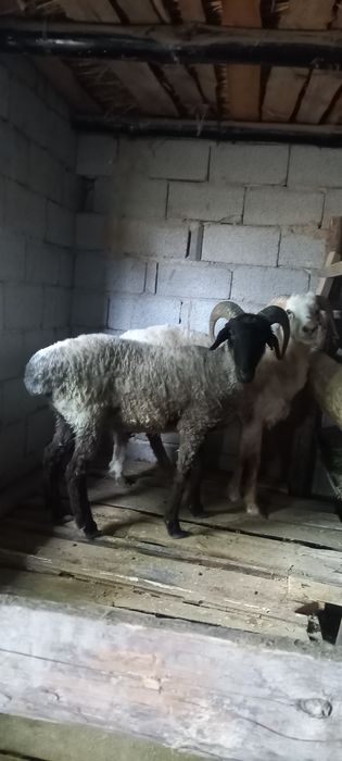 Семіз қошқар сатылады ауырмаган