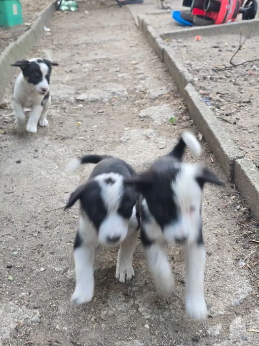 Бордър коли отбити 6 кученца