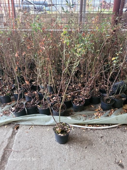 Afin canadian, Afin siberian, Afin de cultura  diverse soirui dulci.