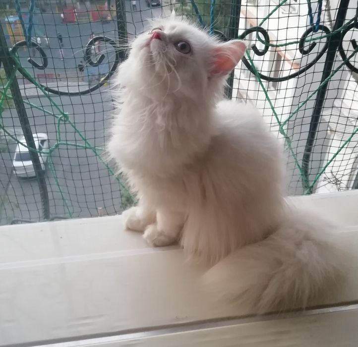 Персидские котята
