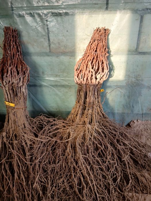 Butasi vita de vie de calitate