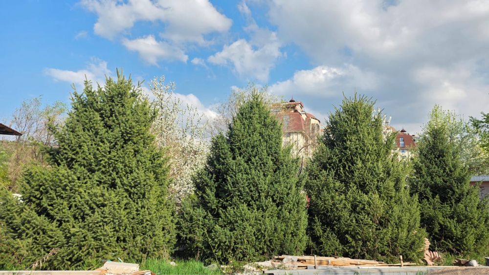 Молодые пушистые ёлки