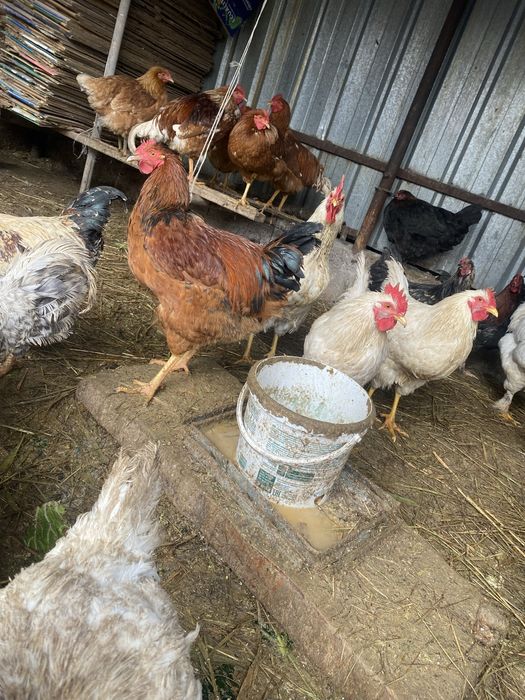 Продам куриц петухов