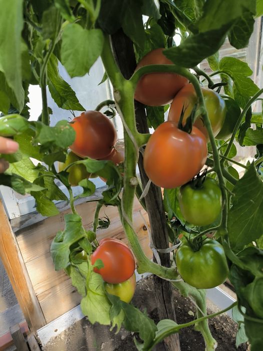 Продам помидоры домашние