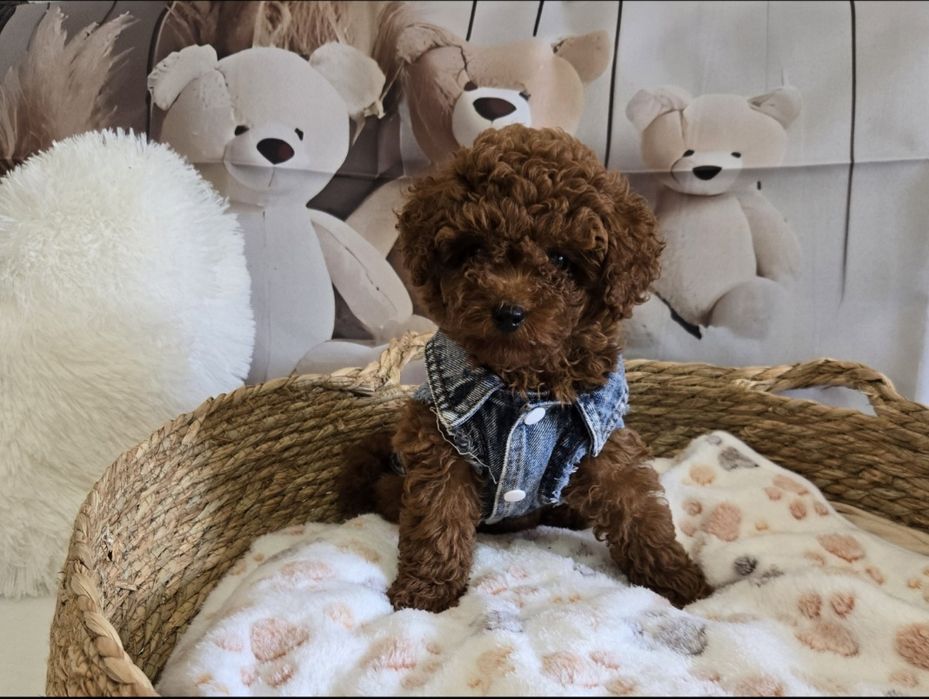 Пудел тийкъп/ Пудел той poodle с родословие момче red braun