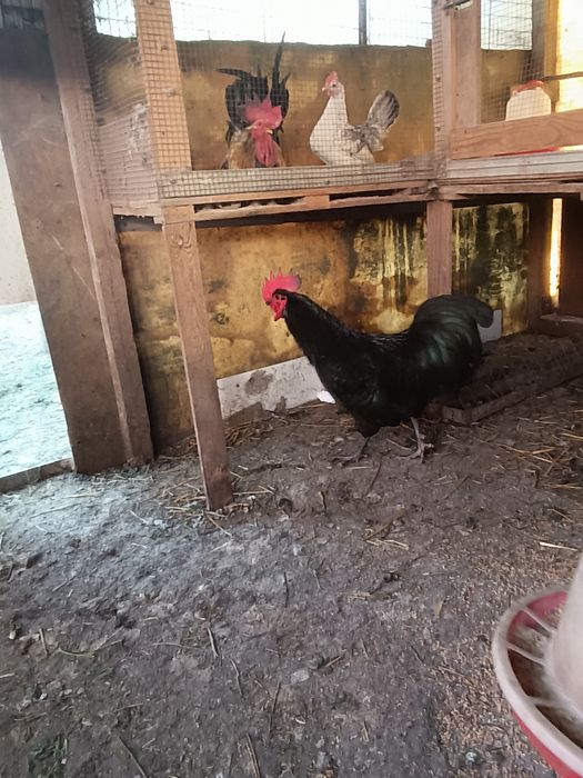 Cocos Australorp negru în vârstă de un an caută locuință nouă