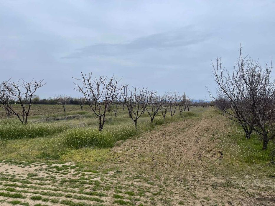 Продава се Парцел в с. Цалапица, Област Пловдив - 3238 кв.м за 2 €/кв.м - Снимка #2