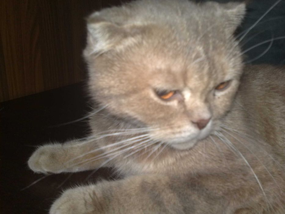 Кошка скотиш фолд, шиншила 1 годик