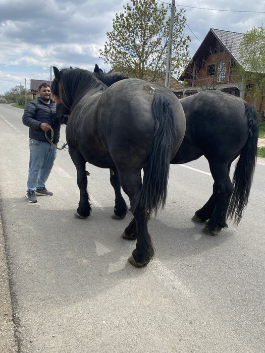 Se vinde dova manze una de 3 ani si una 4