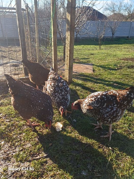 Găini și cocoși rasă Sussex porțelan