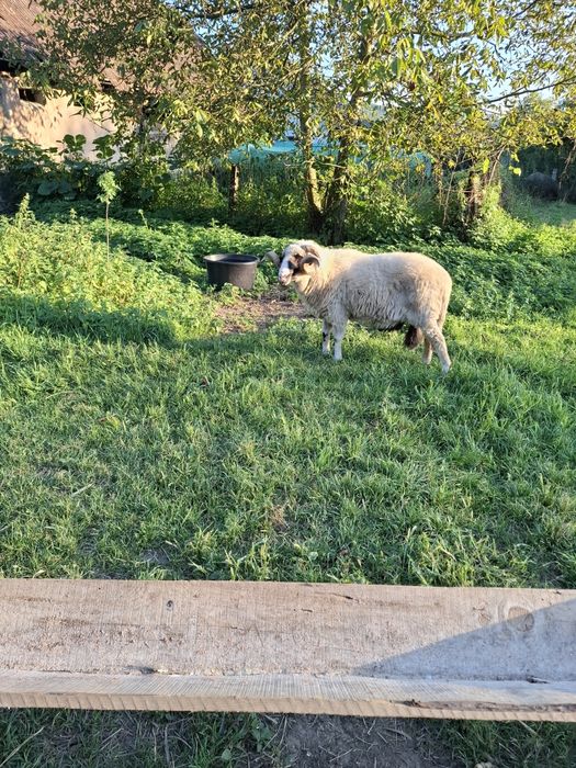Vând berbec rasa țurcană