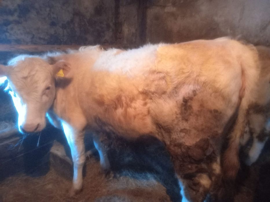 Продам телок (КРС)