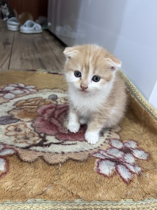 Котята 1.5 месяца