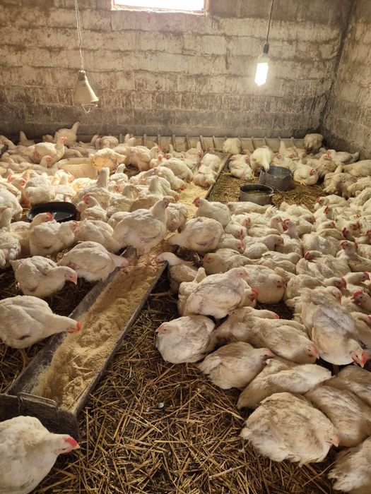 Pui De Carne Crescuți în Gospodărie