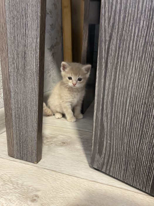 Отдам котят девочка и мальчик