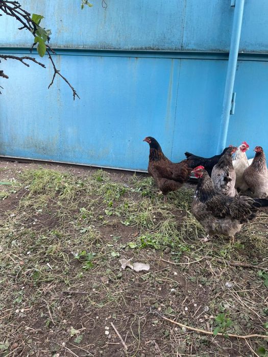 Продам домашних курей