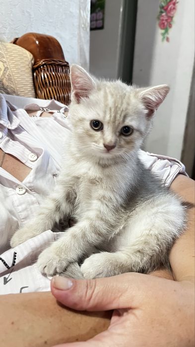 Британские котята прямоухие