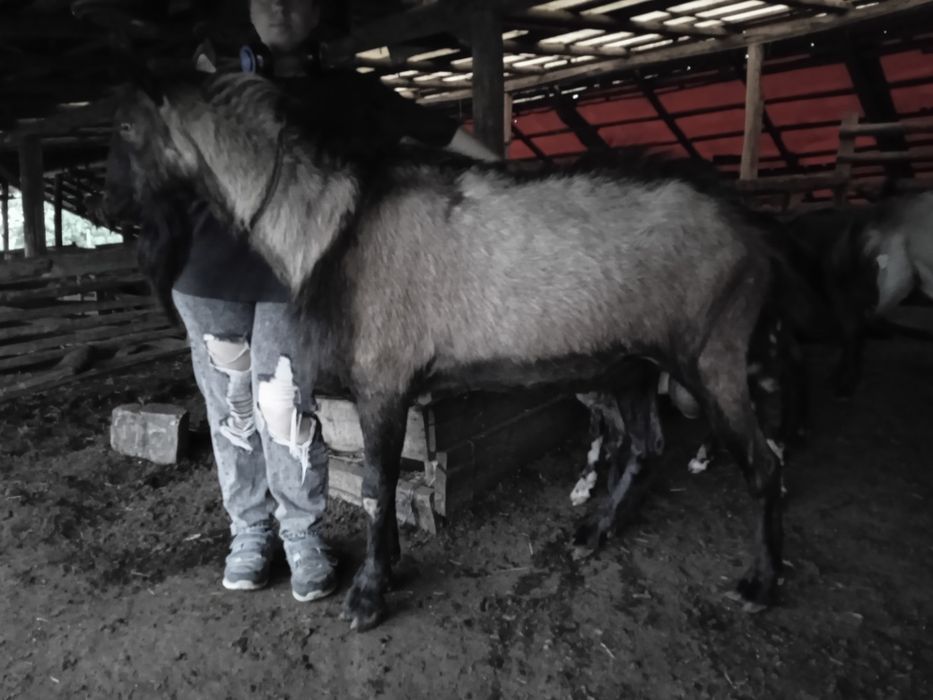 Țap Alpin de 3 ani și capre cu pedigree