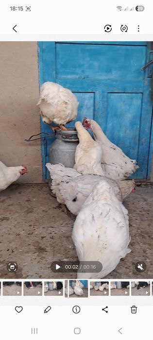 Куры и петух  гигант