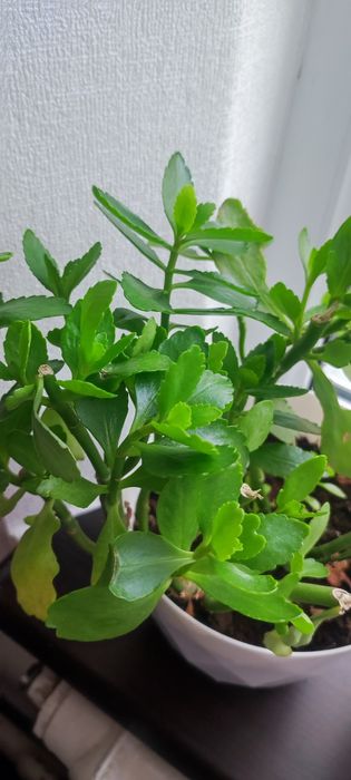 Продам отростки каланхоэ микс