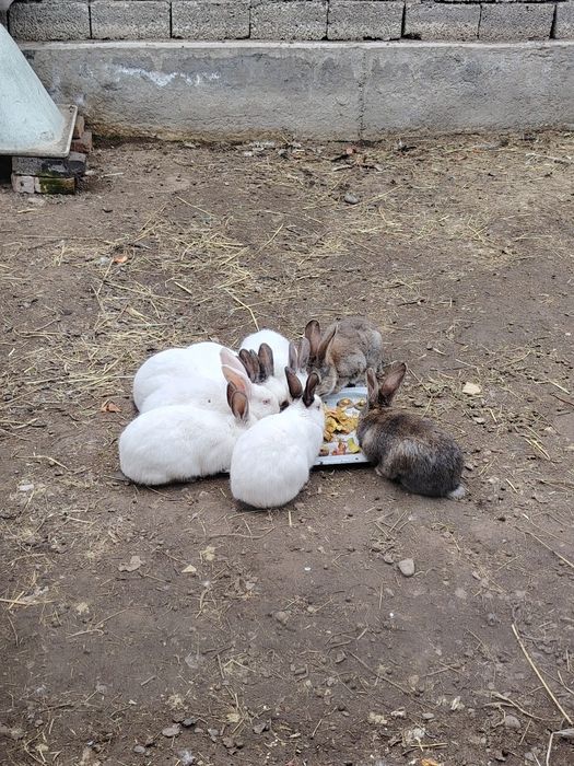 Quyonlar 8 ta 120.000