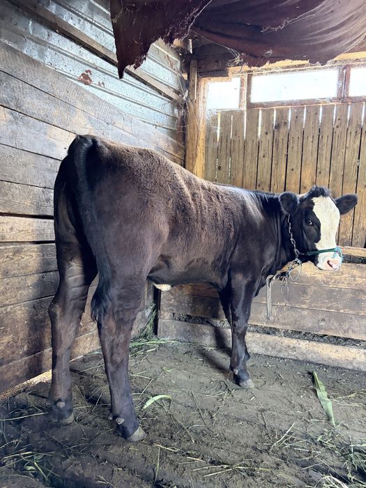 Vand vitea angus