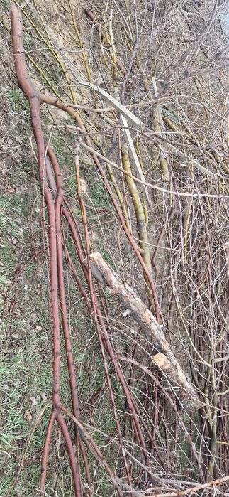 Дрова даром, бесплатно