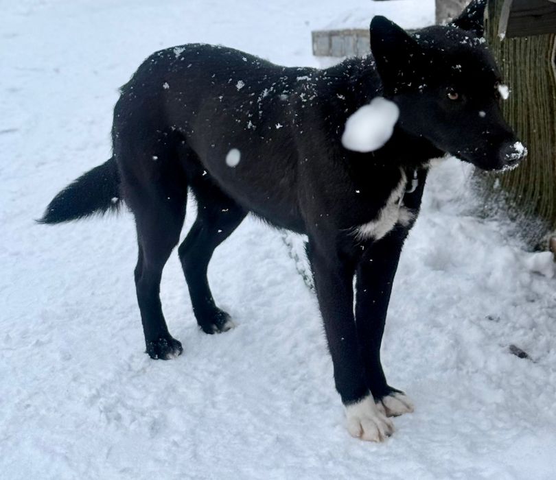 Собачки умные, стерелизованы.  В добрые руки!