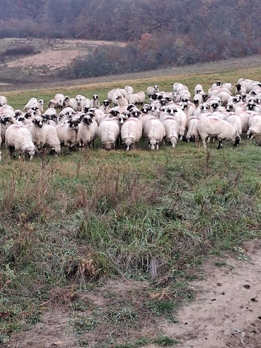 Vand 150 oi turcana breaza ,din efectiv de 250 de buc.