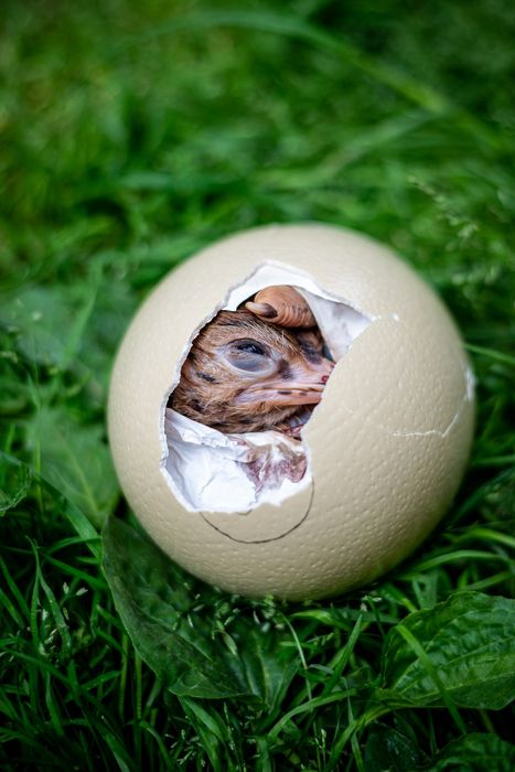 Pui de strut cu deparazitare facuta