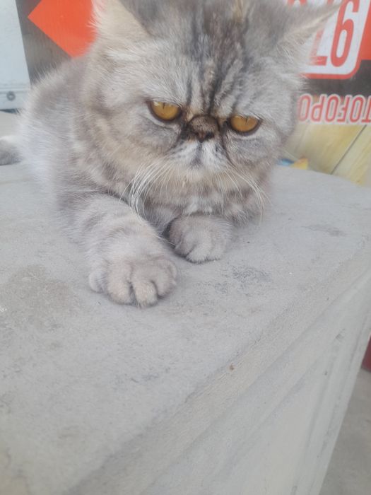 Кошка персинское