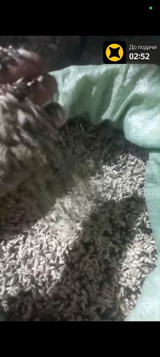Продам семечки подсолнечника