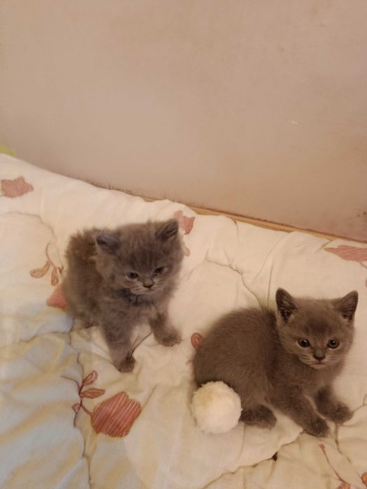 Британска котка