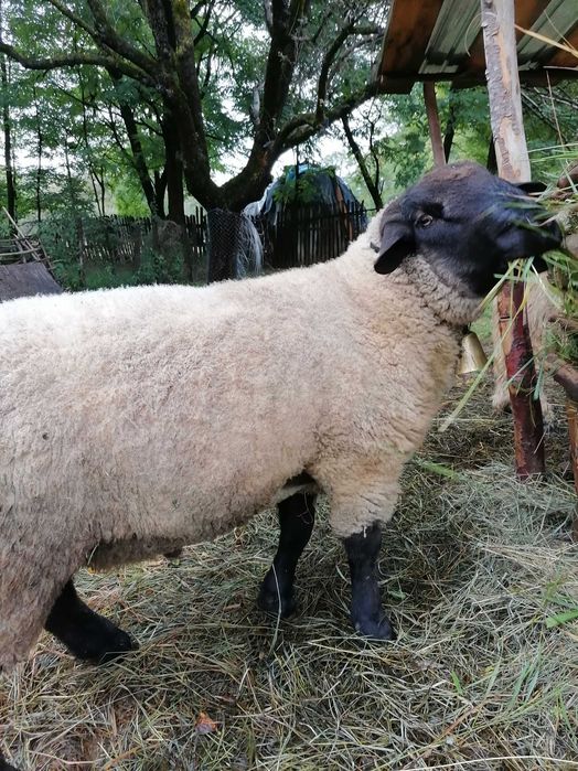 Vând doua oi și un berbec suffolk