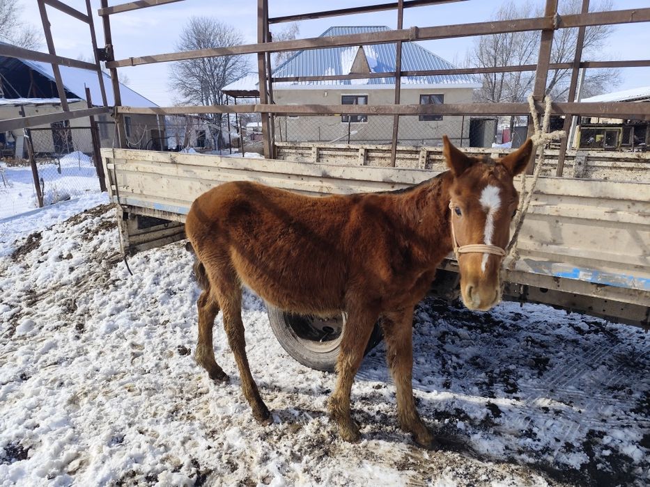 Тай сатылады қолға үйретілген