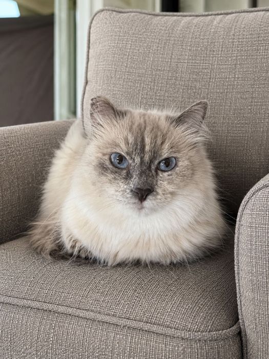 Черничка кошечка ищет дом