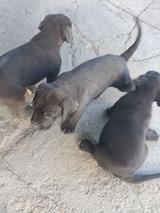 Продам щенят Кане корсо