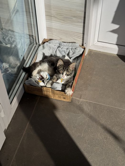 котенок ищет домик