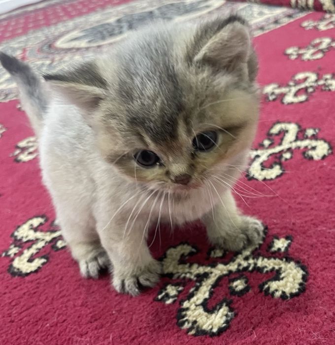 Продаётся котёнок британская шиншилла