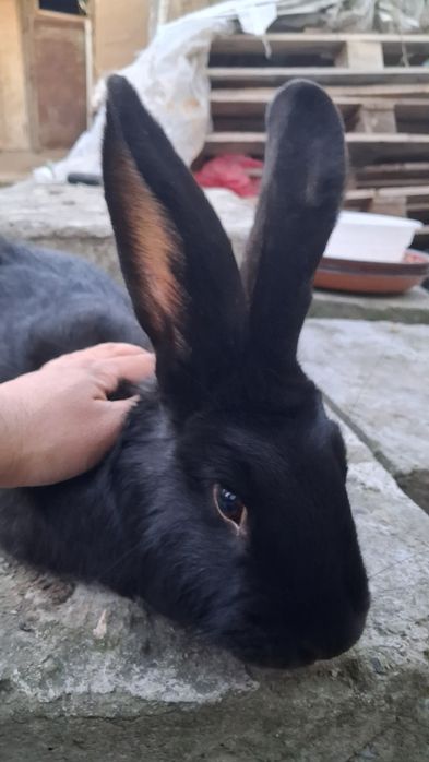 Erke Quyon Sotiladi 4 kilo