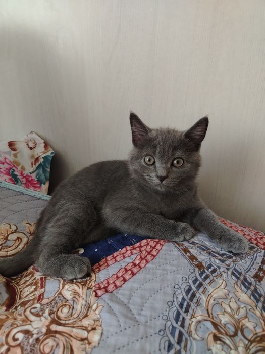 Котенок британец