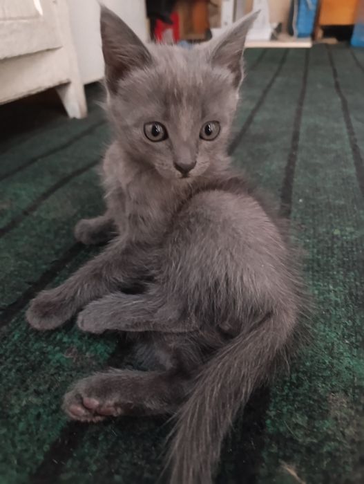 Отдам котенка мальчик бесплатно