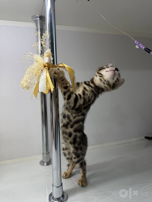 bengal ogil qiz 1 oylik