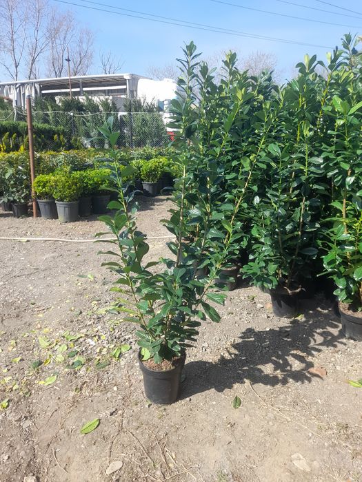 Plante ornamentale  / Amenajări grădini